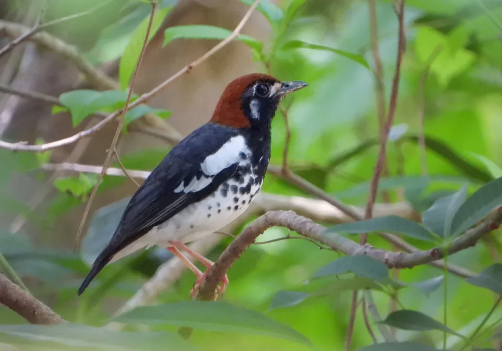 Burung Anis Kembang