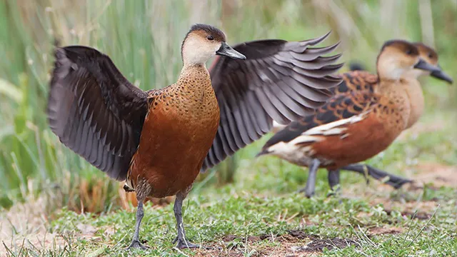 Burung Belibis