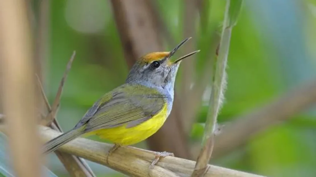 Burung Cinenen