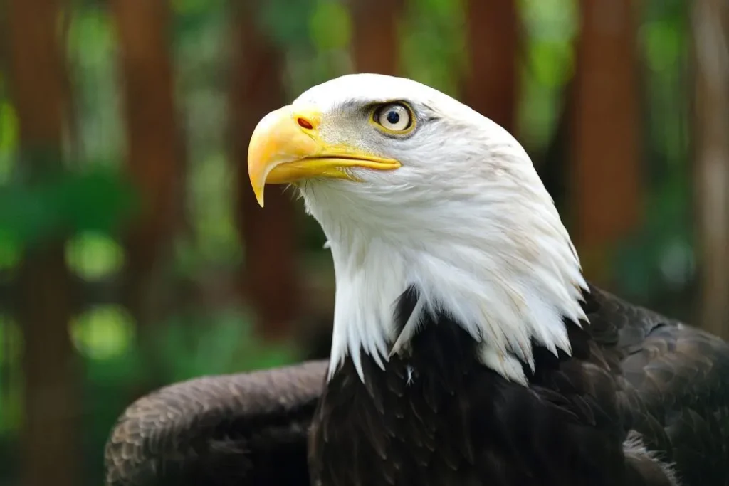 Burung Elang