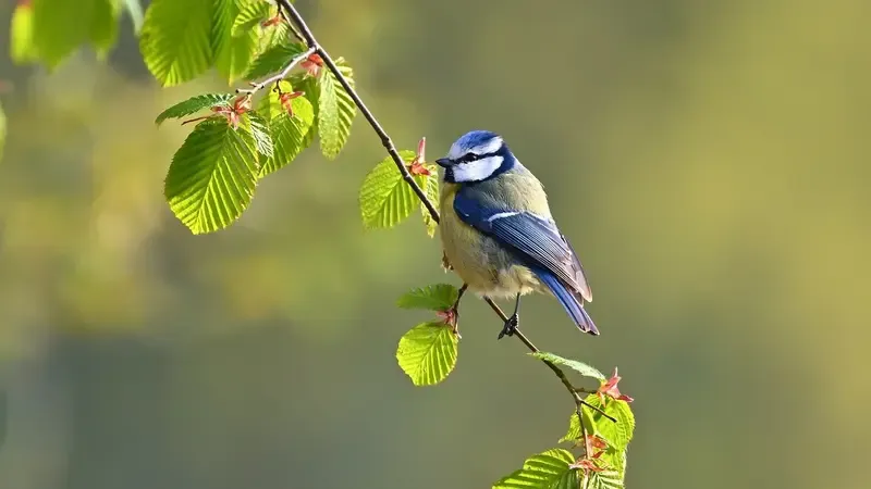 Burung Gelatik