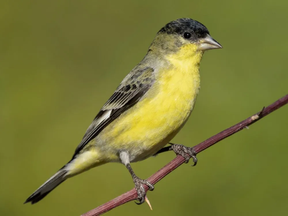 Burung Goldfinch