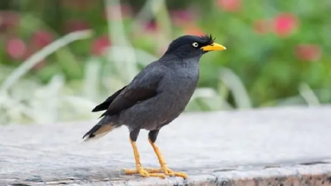 Burung Jalak Kebo