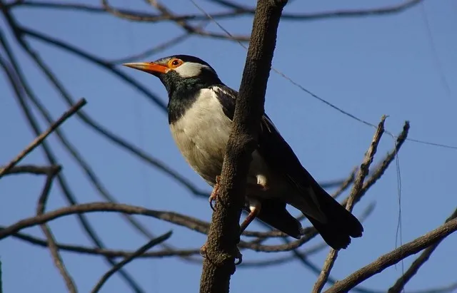 Burung Jalak Suren