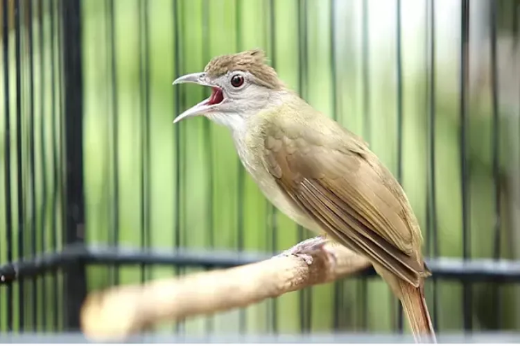 Burung Kapas Tembak