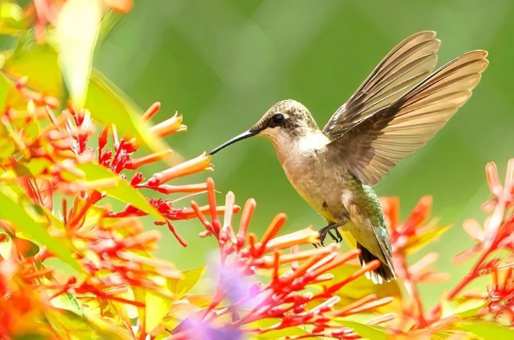 Burung Kolibri