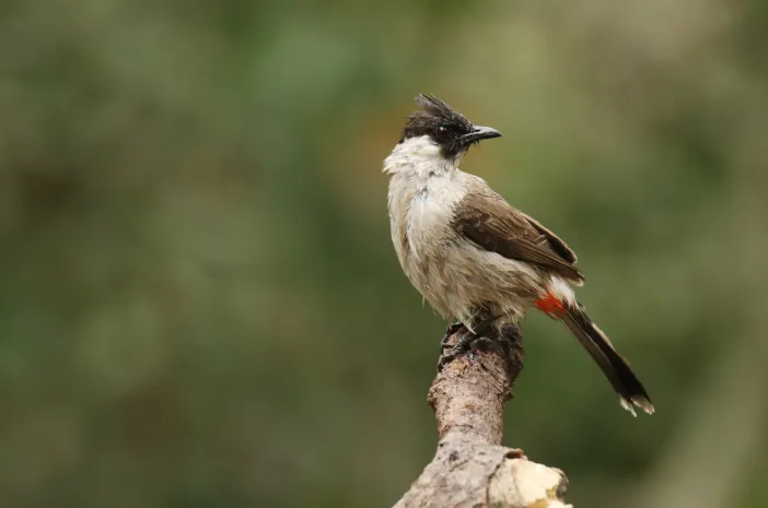 Burung Kutilang