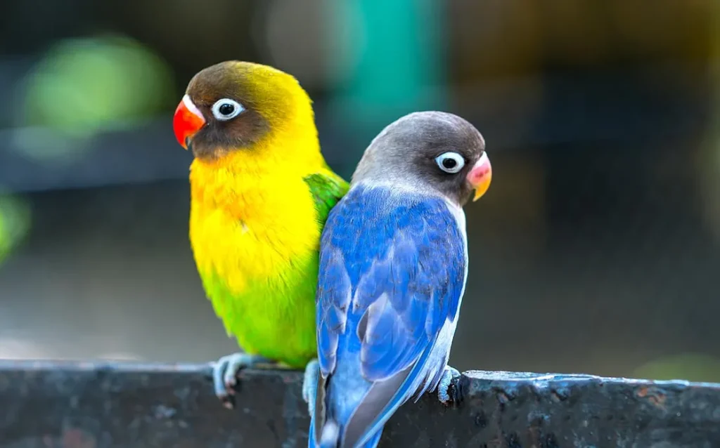 Burung Lovebird