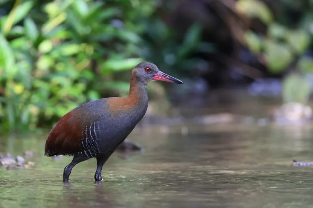 Burung Mandar