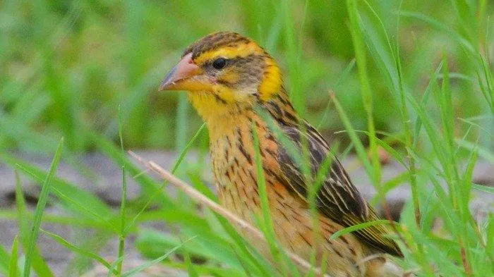 Burung Manyar