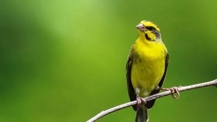 Burung Mozambik