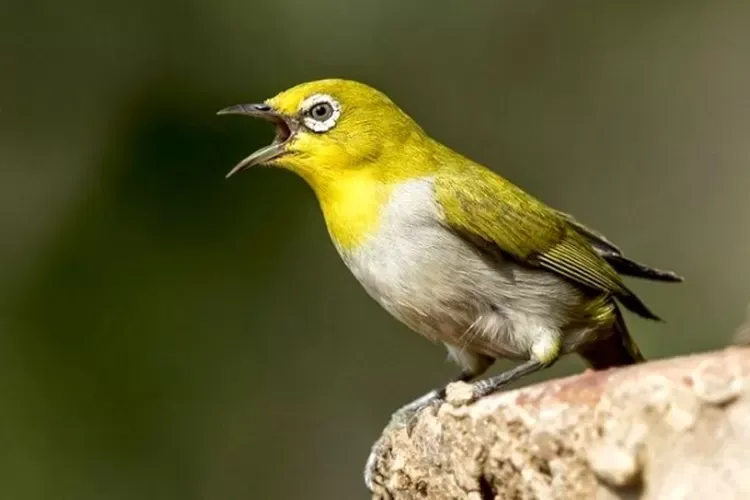 Burung Pleci