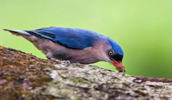 Burung Rambatan