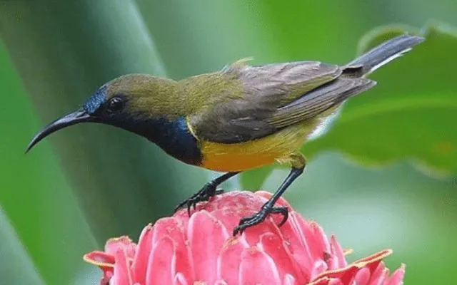 Burung Sogok Ontong