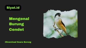 Mengenal burung Cendet