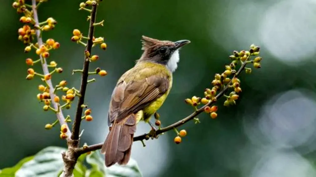 Burung Cucak Jenggot