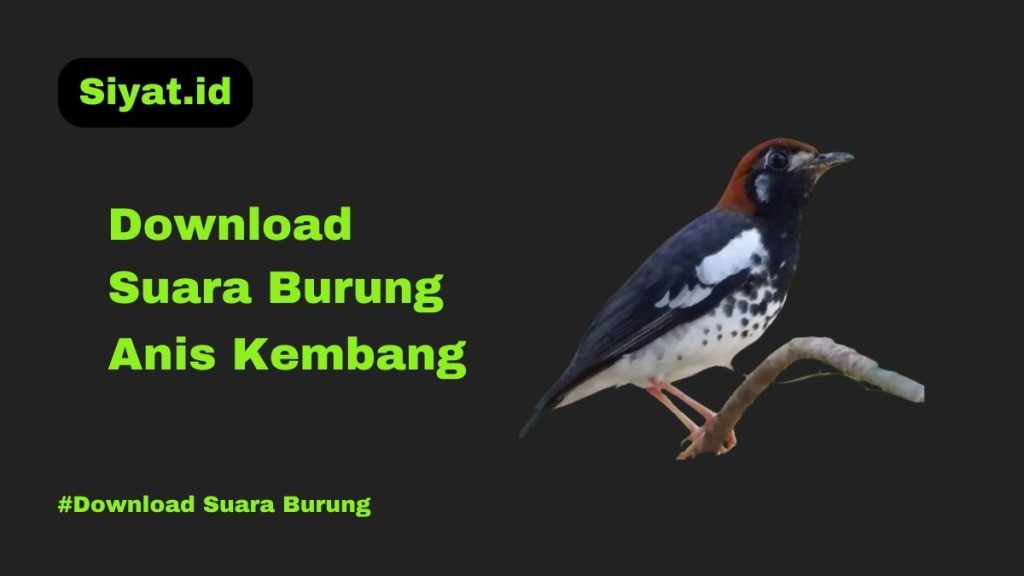 Download Suara Burung Anis Kembang