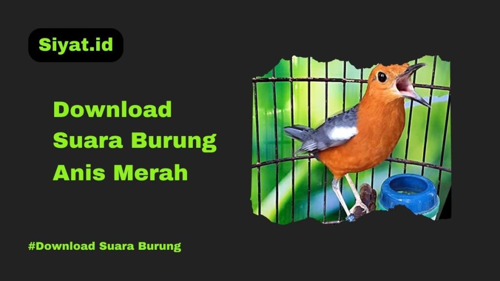 Download Suara Burung Anis Merah