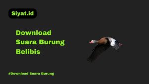 Download Suara Burung Belibis