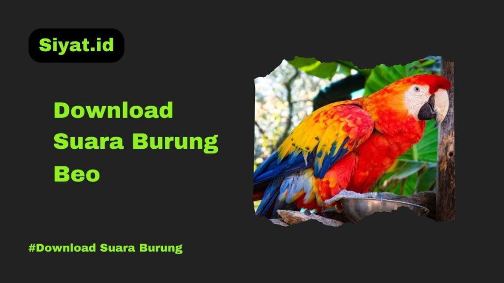 Download Suara Burung Beo