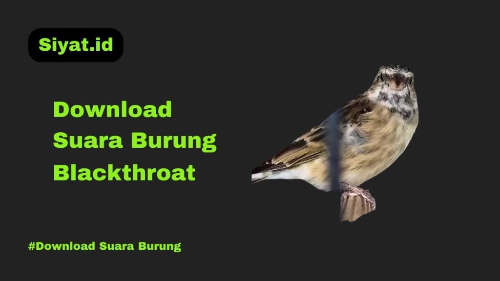 Download Suara Burung Blackthroat