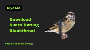 Download Suara Burung Blackthroat