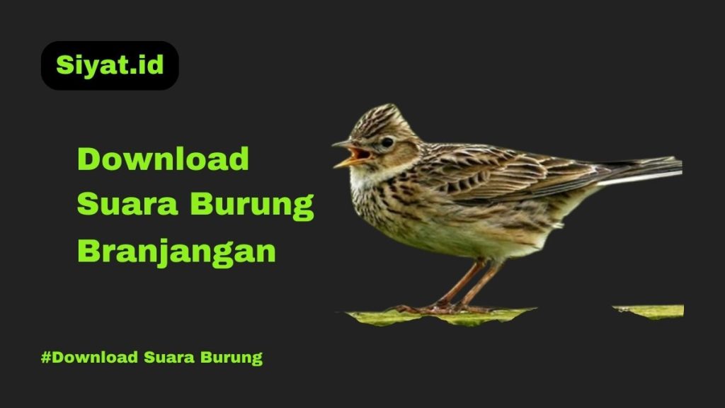 Download Suara Burung Branjangan