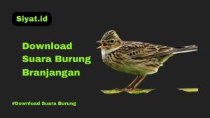 Download Suara Burung Branjangan