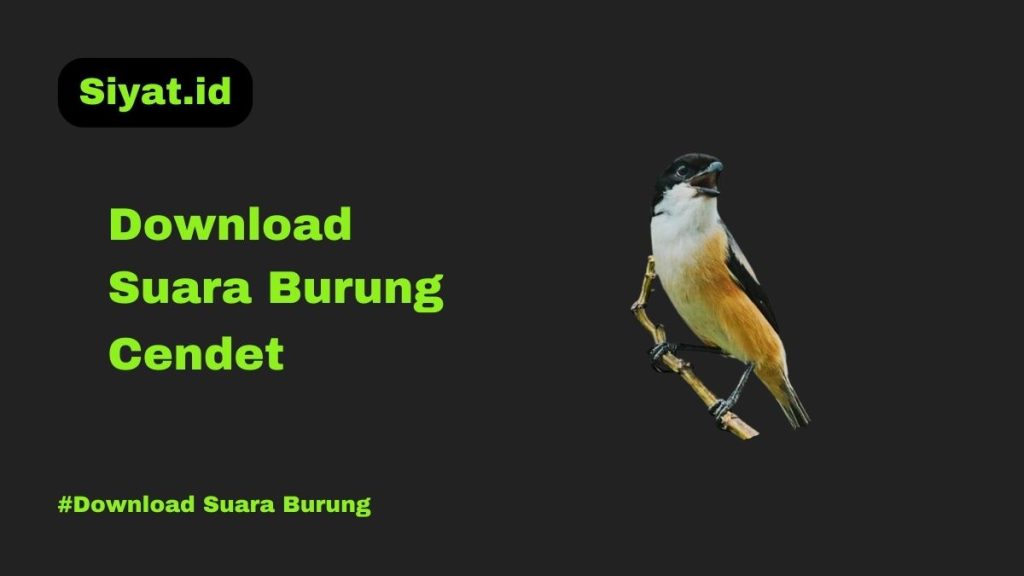 Download Suara Burung Cendet