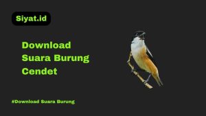 Download Suara Burung Cendet