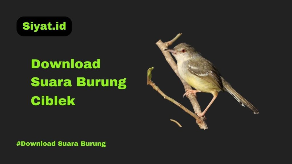 Download Suara Burung Ciblek