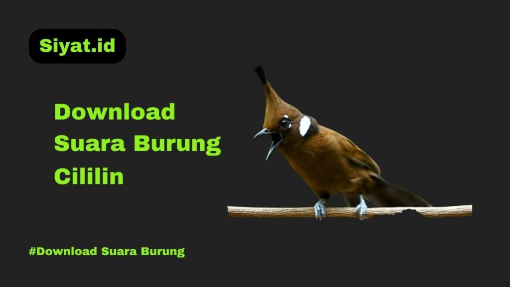 Download Suara Burung Cililin