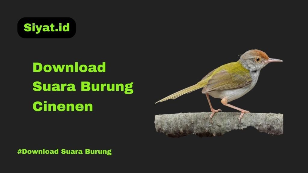 Download Suara Burung Cinenen