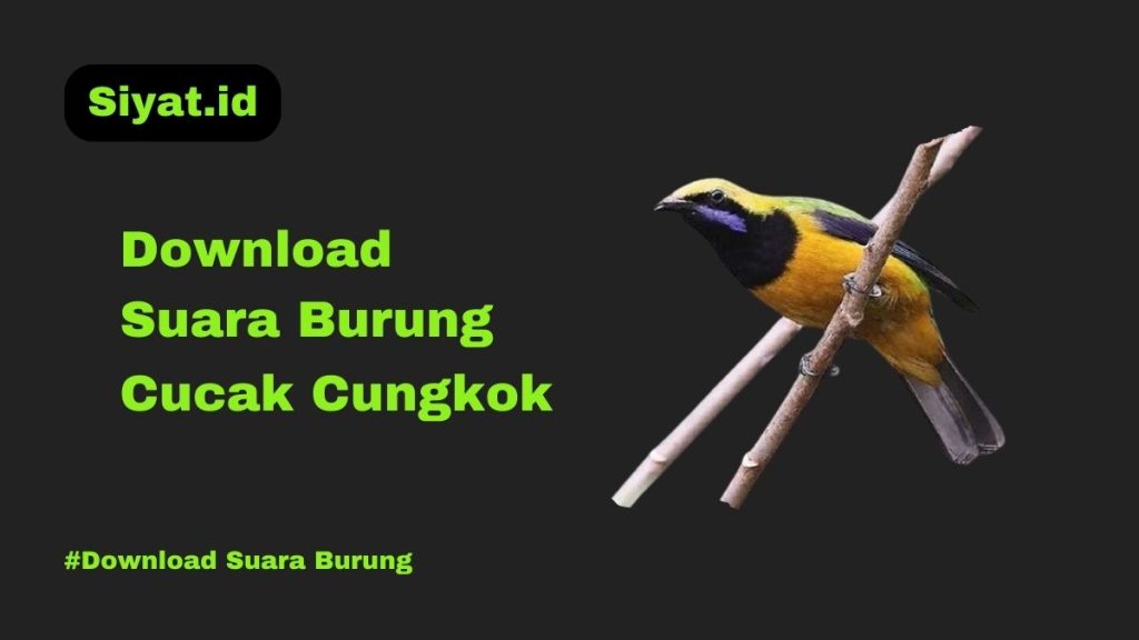 Download Suara Burung Cucak Cungkok