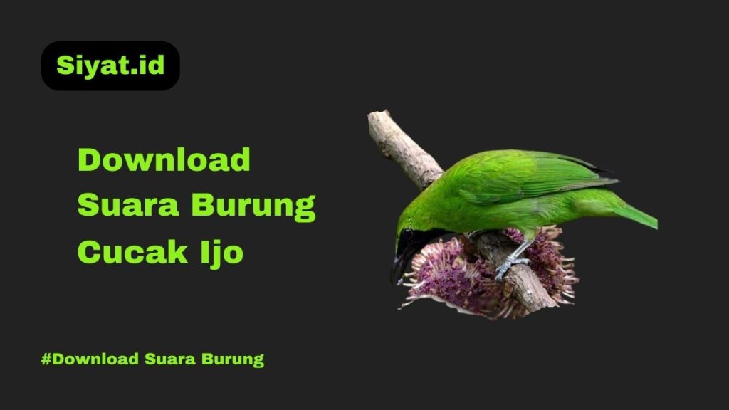 Download Suara Burung Cucak Ijo