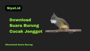 Download Suara Burung Cucak Jenggot