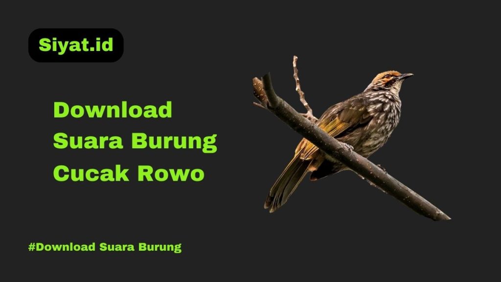 Download Suara Burung Cucak Rowo