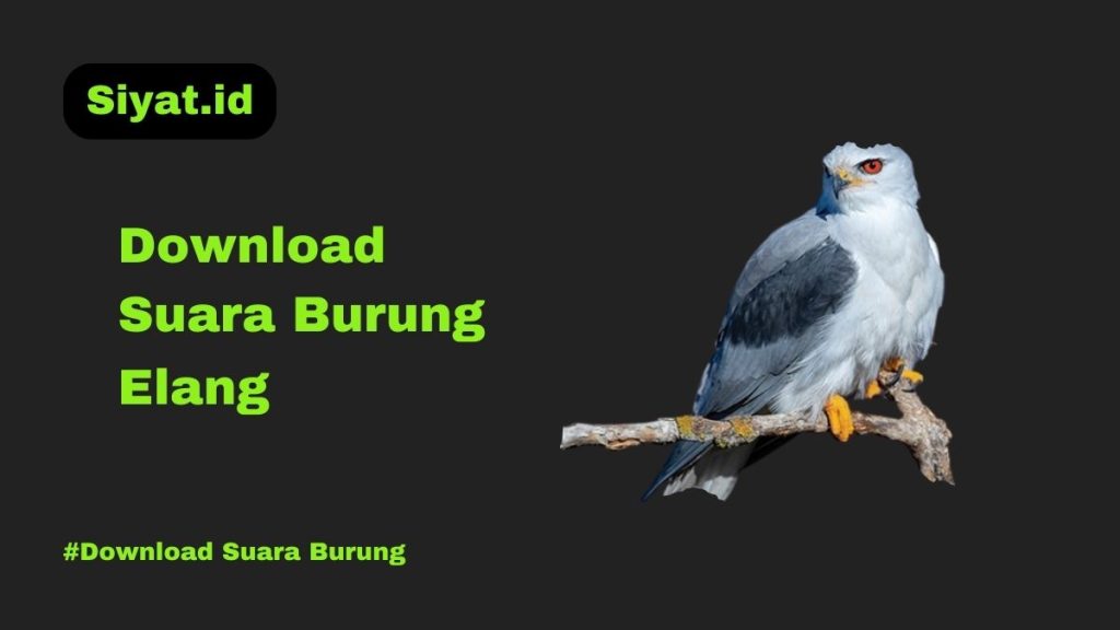 Download Suara Burung Elang