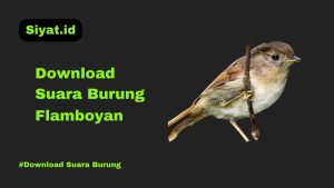 Download Suara Burung Flamboyan