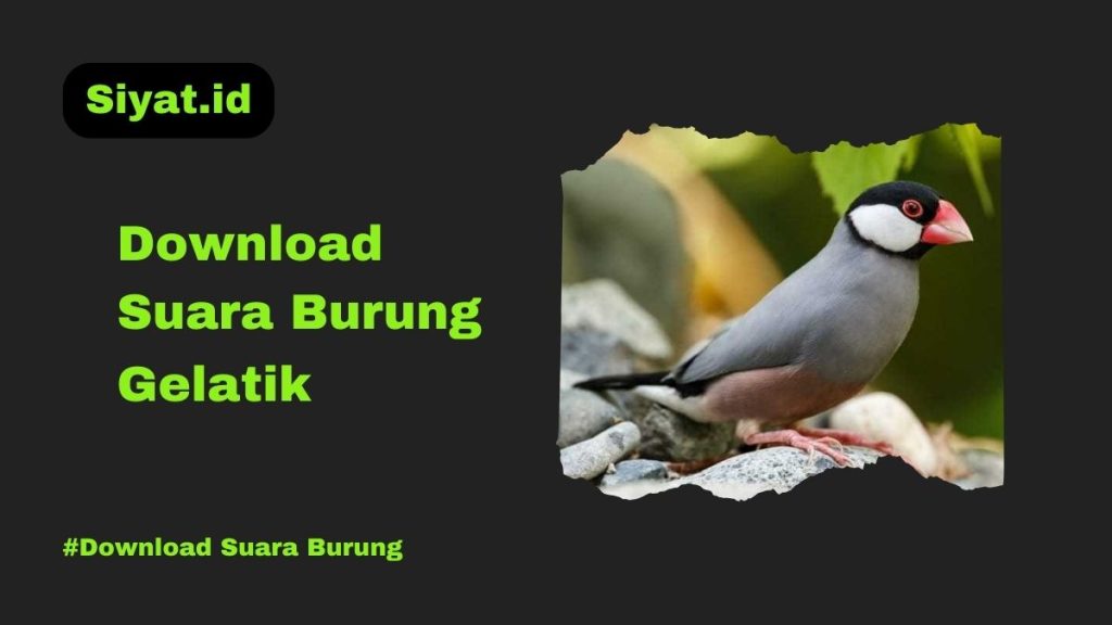 Download Suara Burung Gelatik