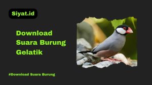 Download Suara Burung Gelatik