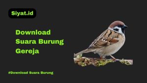 Download Suara Burung Gereja