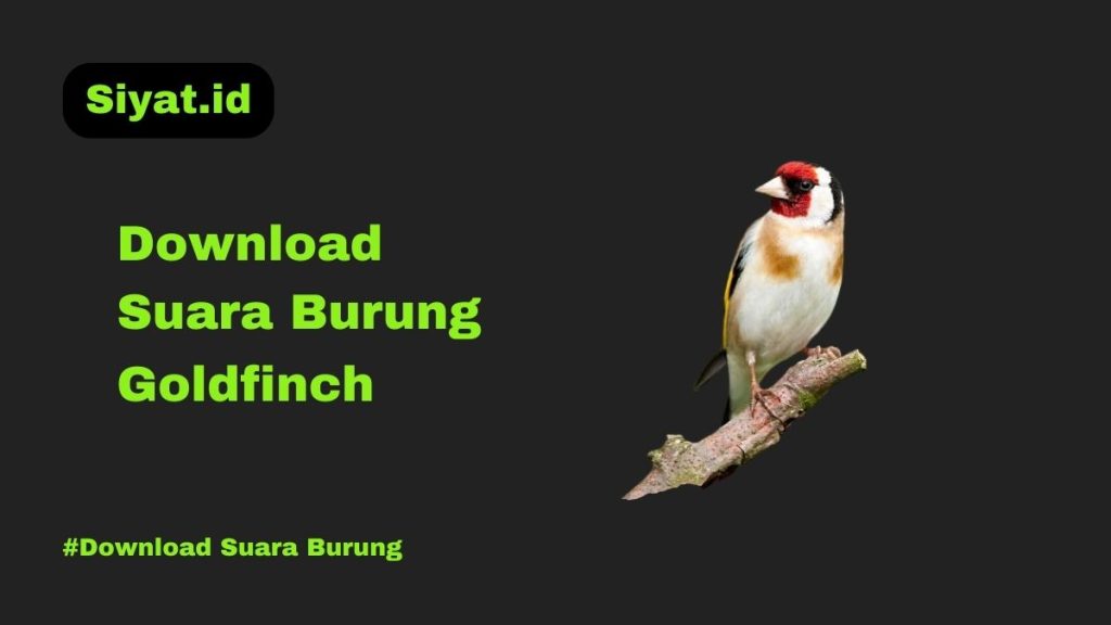 Download Suara Burung Goldfinch