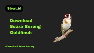 Download Suara Burung Goldfinch