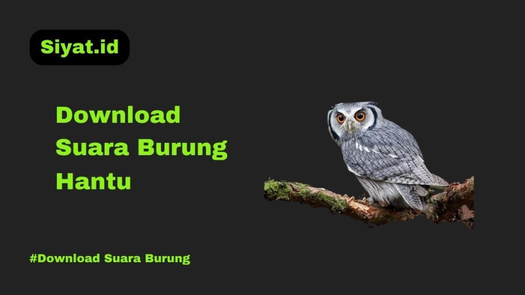 Download Suara Burung Hantu