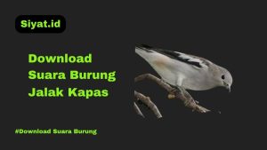 Download Suara Burung Jalak Kapas