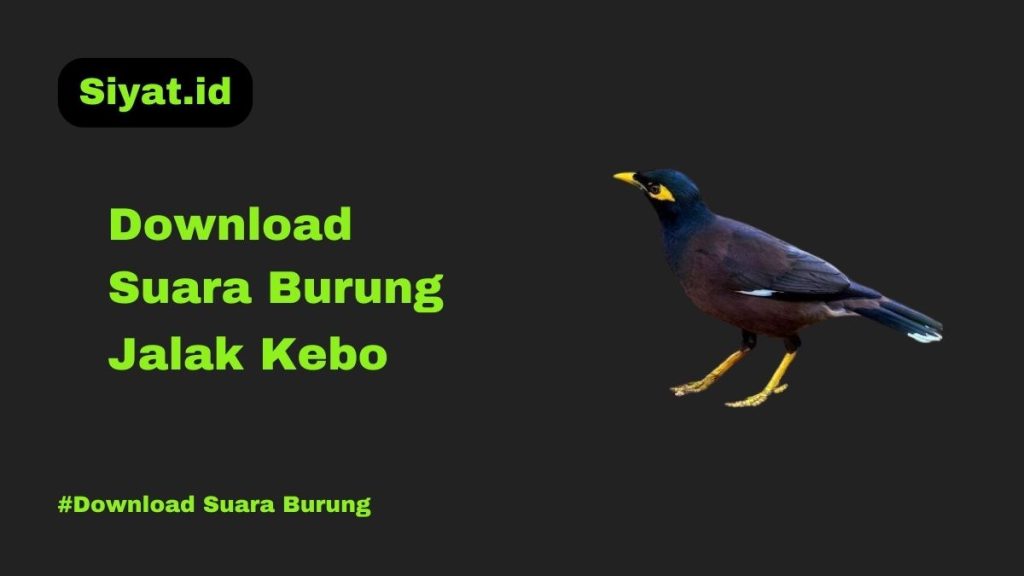 Download Suara Burung Jalak Kebo