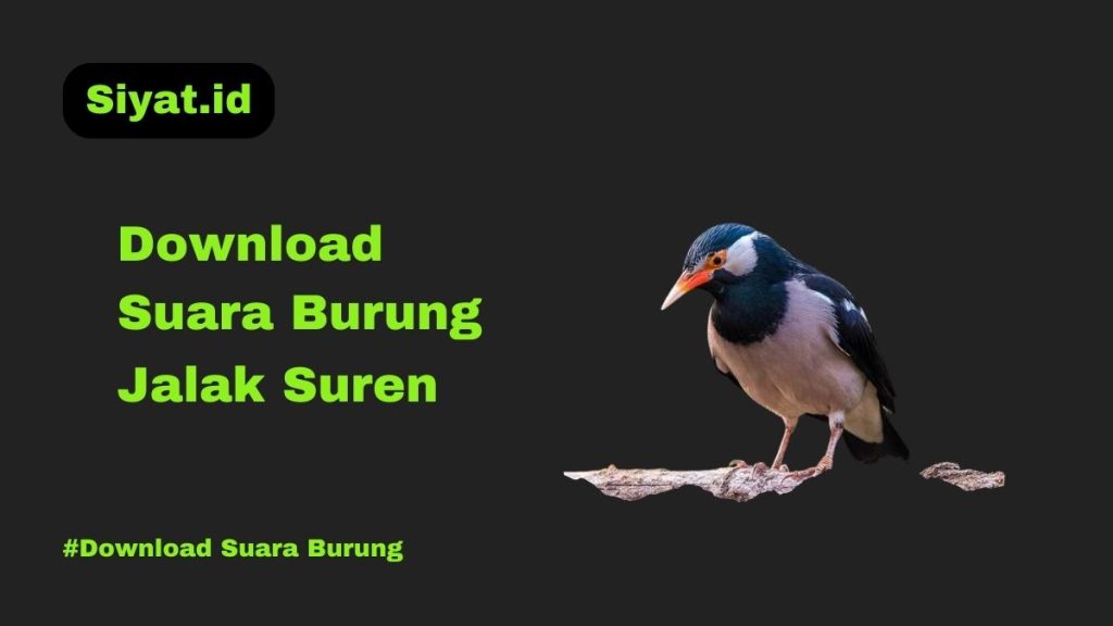 Download Suara Burung Jalak Suren