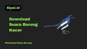 Download Suara Burung Kacer