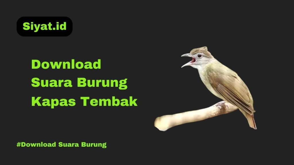 Download Suara Burung Kapas Tembak